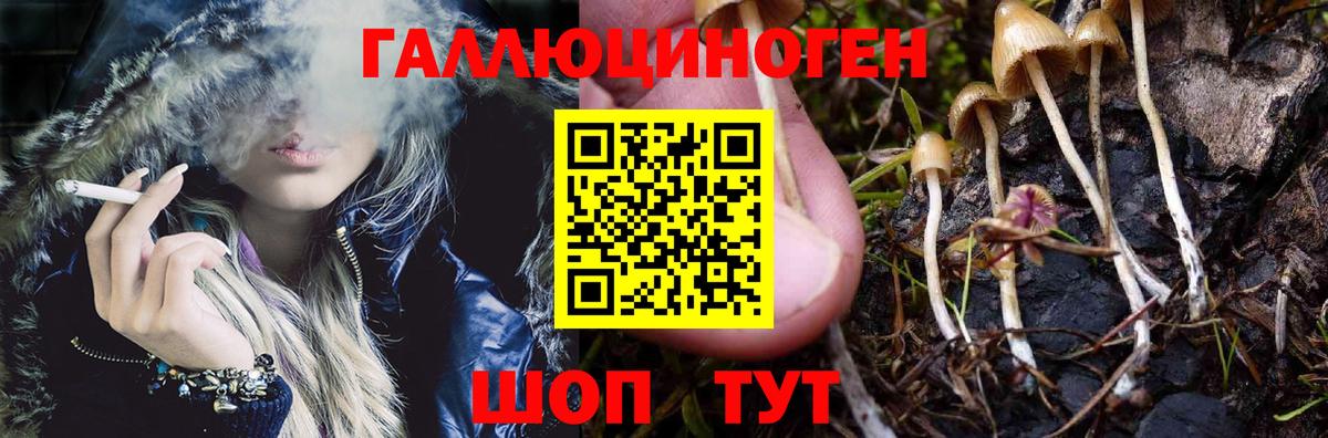 цены   Нижнеудинск  Галлюциногенные грибы Psilocybe 